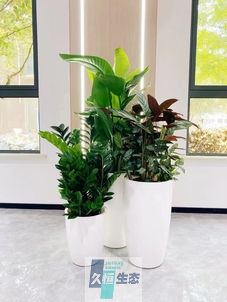 浙江写字楼办公室公共区域走道绿植租摆高中低搭配
