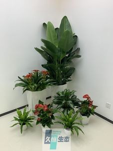 浙江办公室花卉绿植租摆简约组合